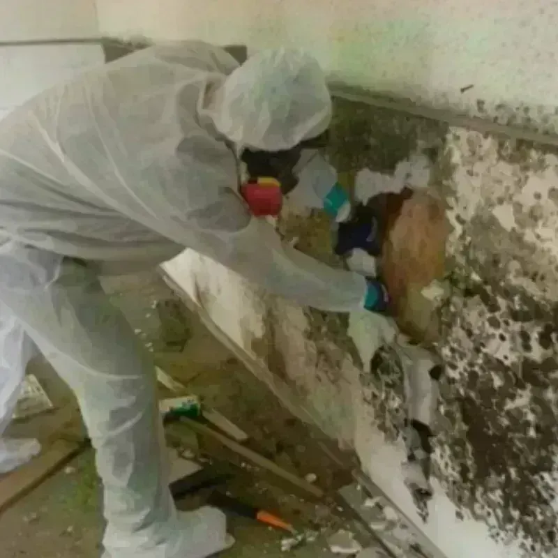 Mold Remediation and Removal in Rosebud, SD